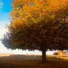 spätnachmittags Sonne auf der alten Linde 