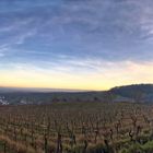 Spätnachmittags Spaziergang durch die Weinberge 