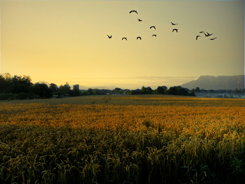 Spätsommer