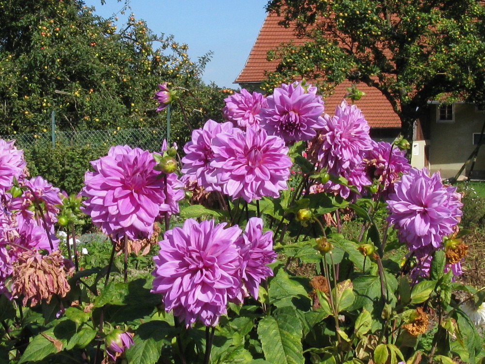 Spätsommer