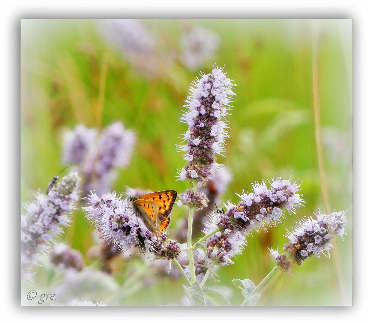 Spätsommer