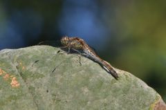 Spätsommer 2014