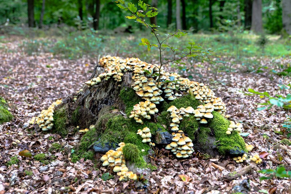 Spätsommer 2017-2