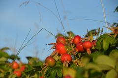 Spätsommer 2024 Hiddensee 