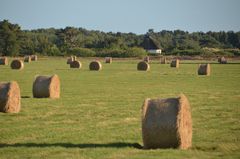 Spätsommer 2024 Hiddensee 