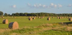 Spätsommer 2024 Hiddensee 
