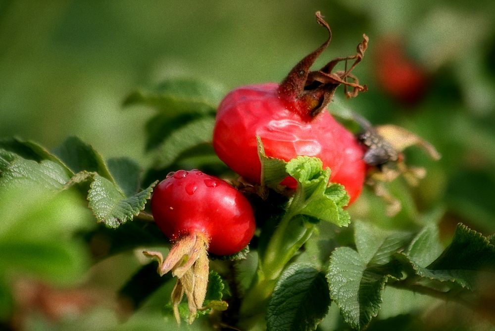 Spätsommer