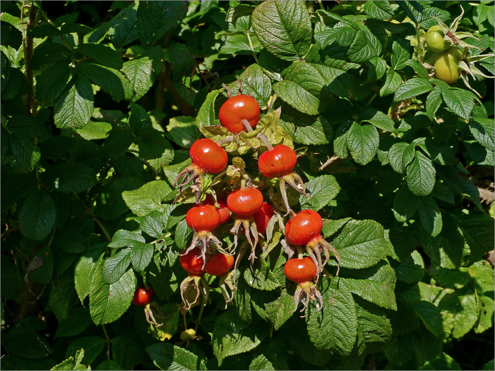 Spätsommer