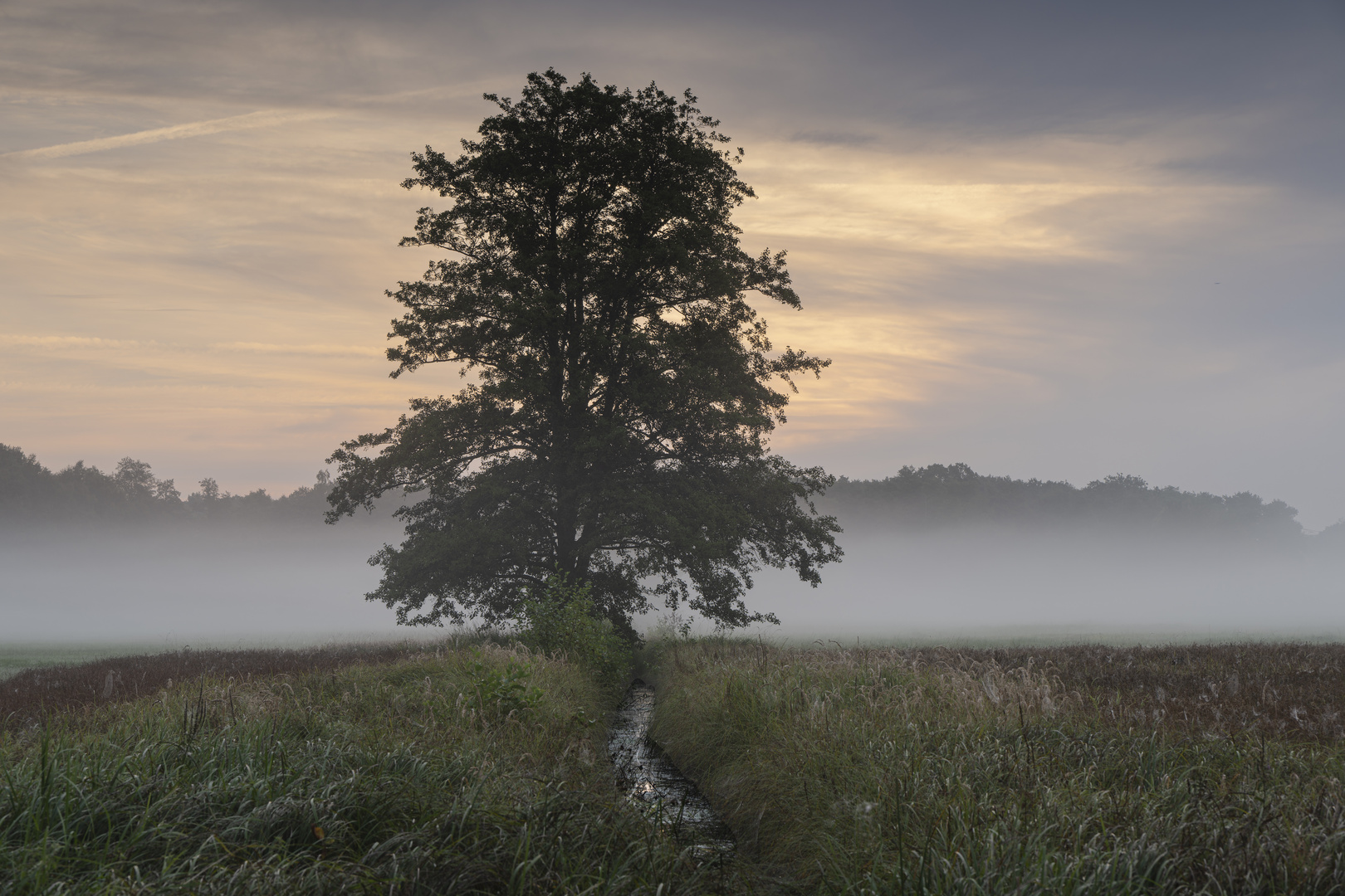Spätsommer Foto & Bild pflanzen, pilze & flechten, bäume, projekte