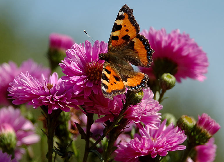 Spätsommer