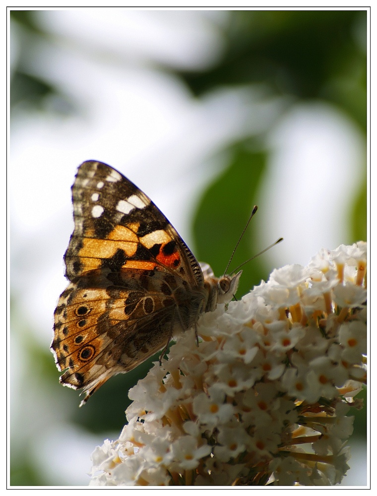 Spätsommer