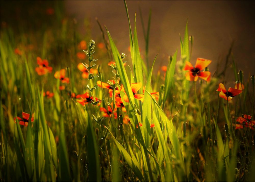 Spätsommer