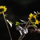 Spätsommer