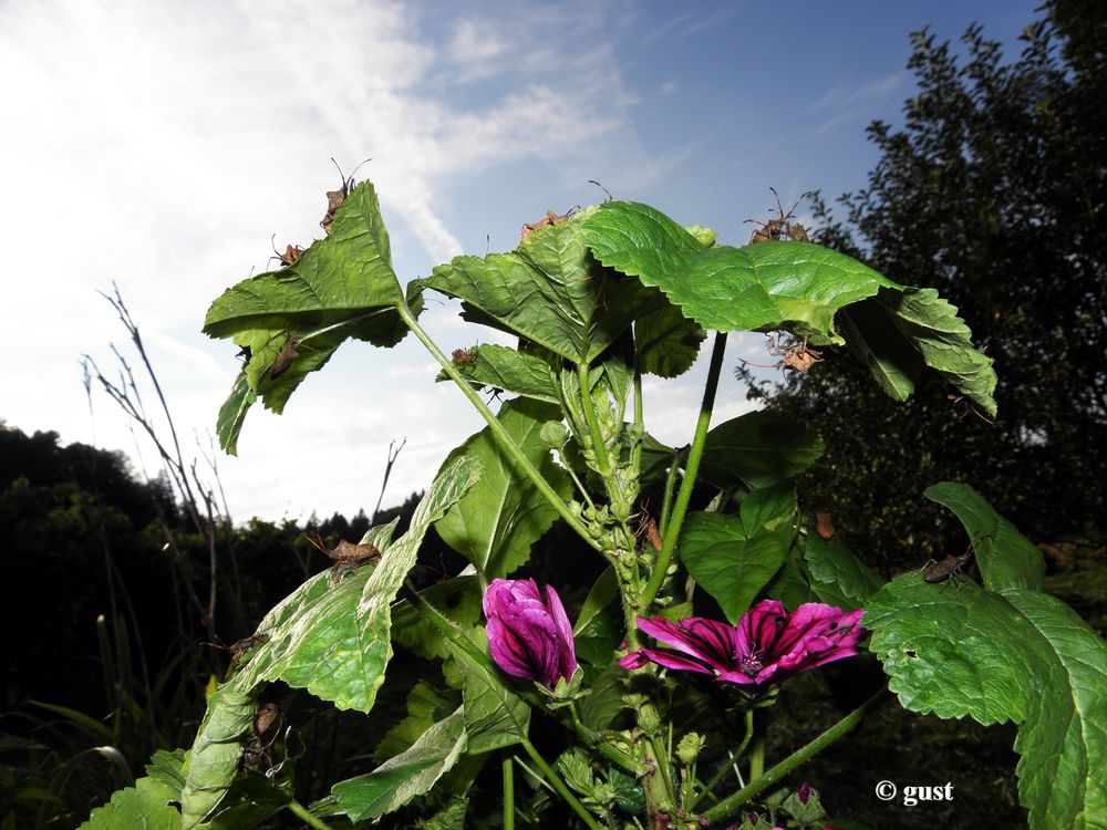 Spätsommer