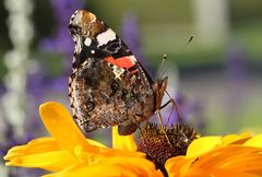 Spätsommer