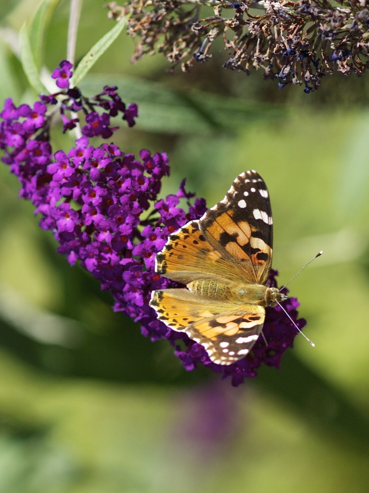 Spätsommer