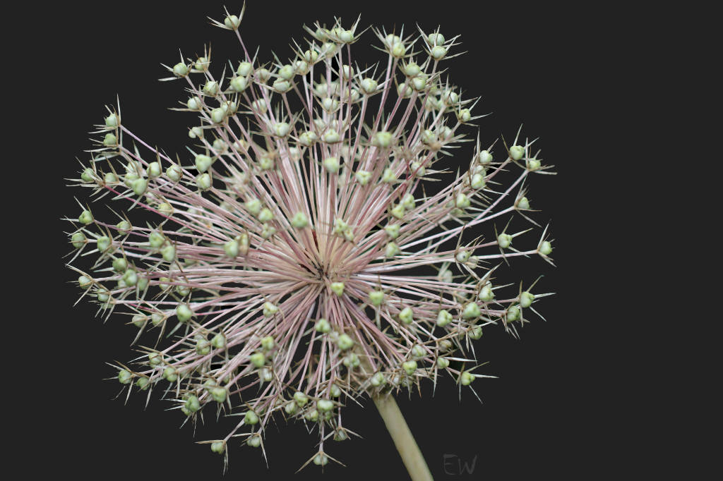 Spätsommer...  Allium-Staude (3)