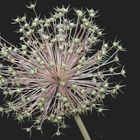 Spätsommer...  Allium-Staude (3)