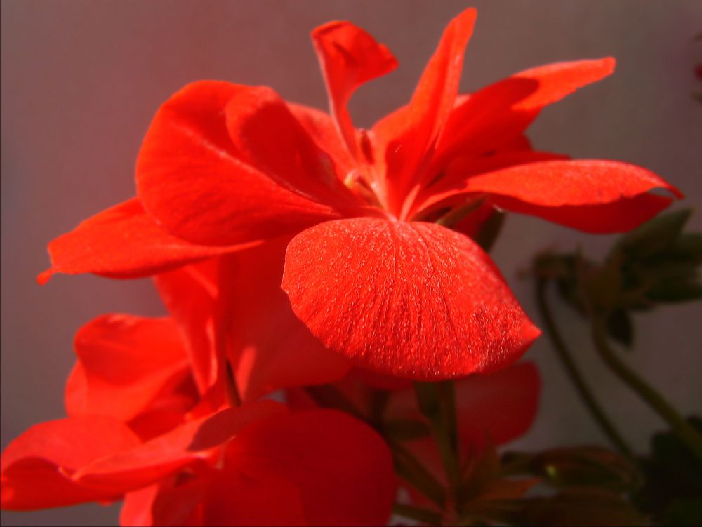 Spätsommer - am Balkon-