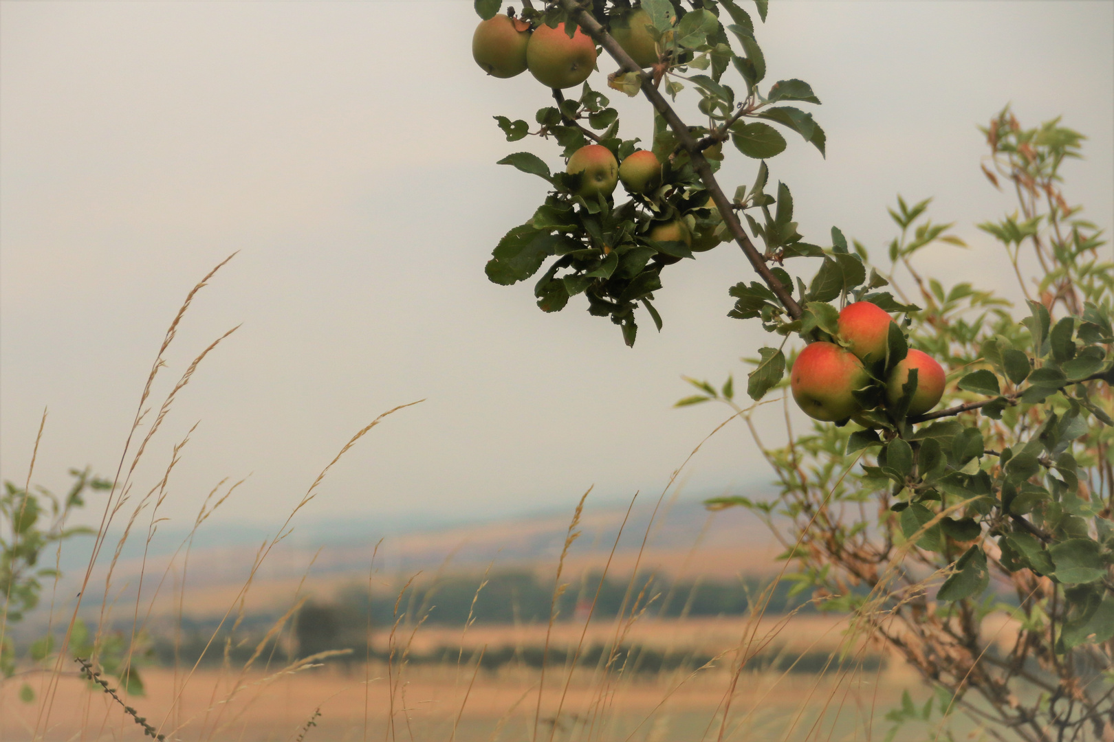 Spätsommer am Kyffhäuser 