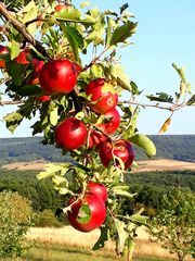 Spätsommer am Rande der Fränkischen Schweiz