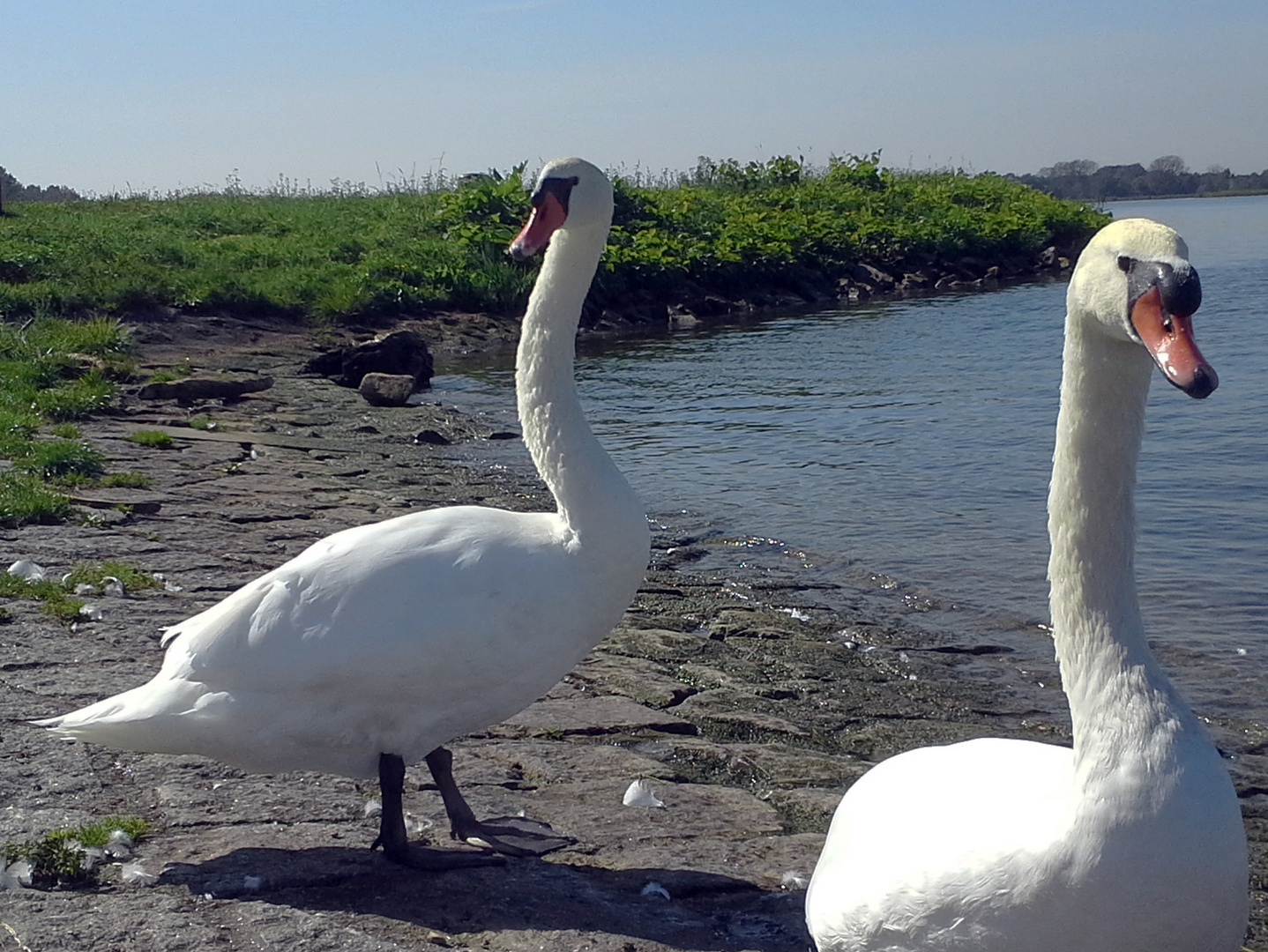 Spätsommer am Rhein