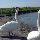 Spätsommer am Rhein