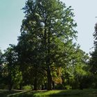 Spätsommer am Stadtweiher