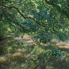 Spätsommer am Stauteich