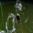  Spätsommer am Teich