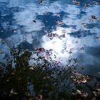 Spätsommer am Teich