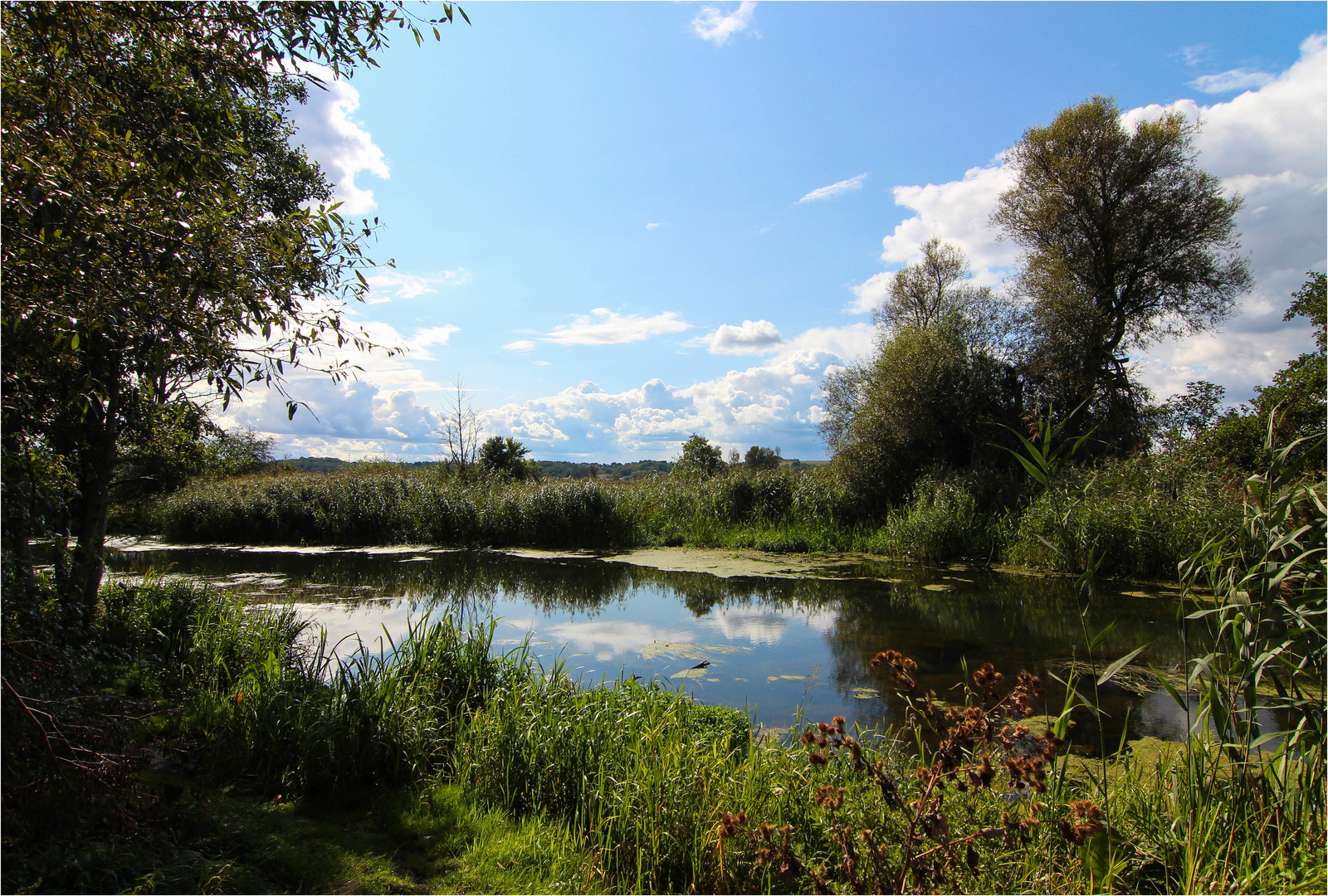 Spätsommer an der alten Oder