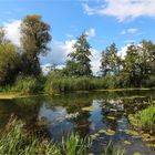 Spätsommer an der alten Oder II