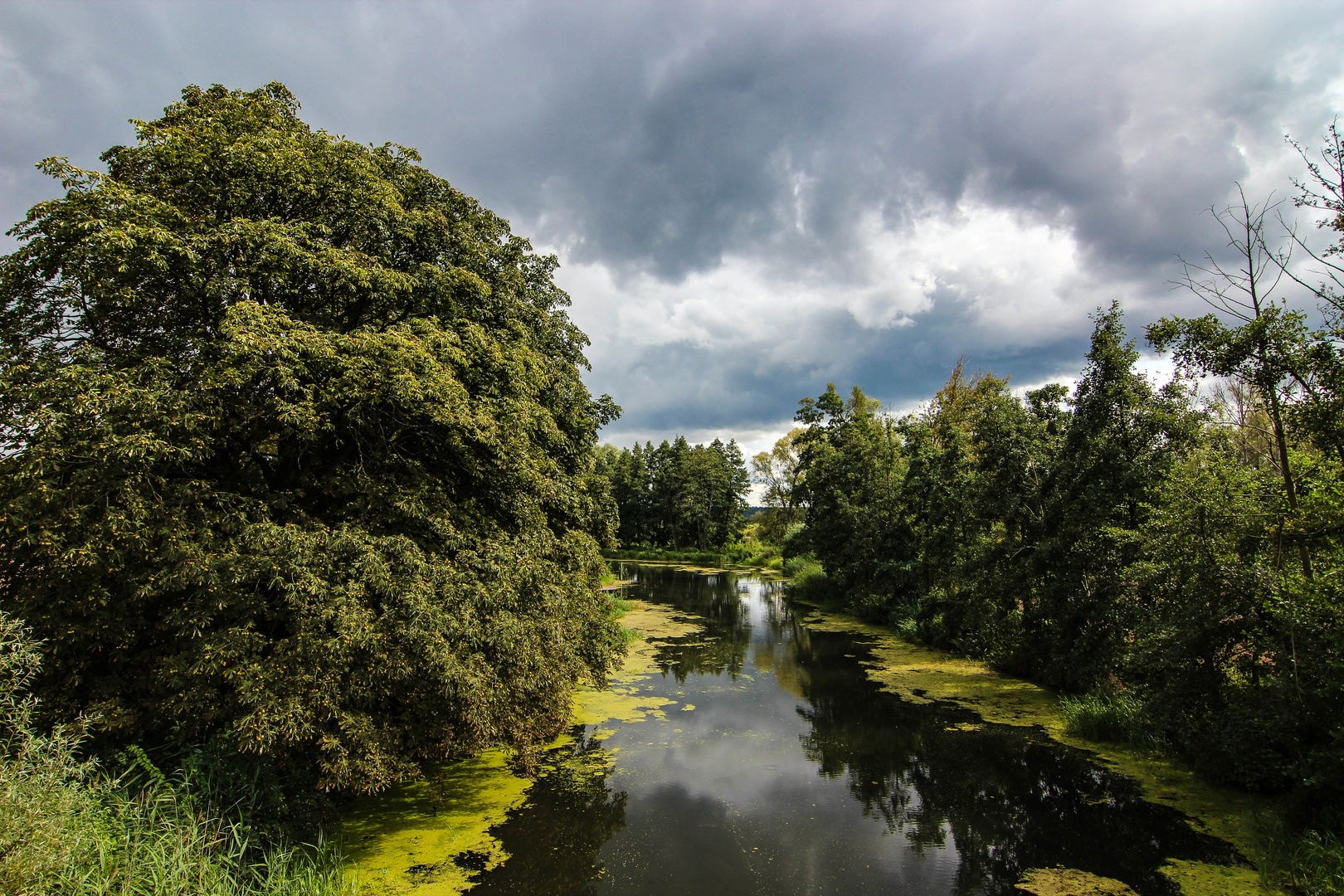 Spätsommer an der alten Oder III