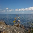 Spätsommer an der Geltinger Birk