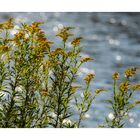 Spätsommer an der Isar