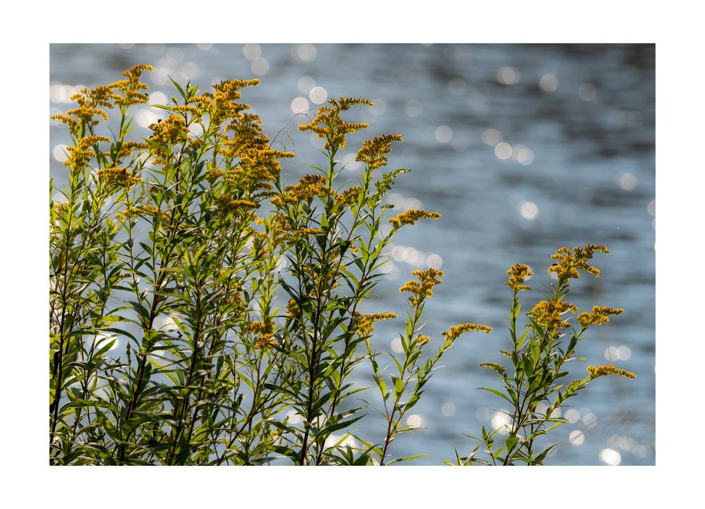 Spätsommer an der Isar