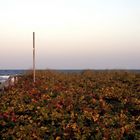 SpätSommer an der Ostsee