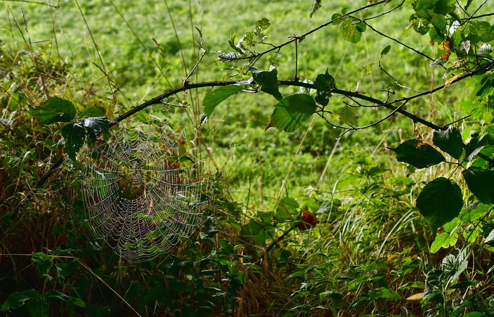 Spätsommer auch genannt Altweibersommer