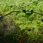 Spätsommer auch genannt Altweibersommer