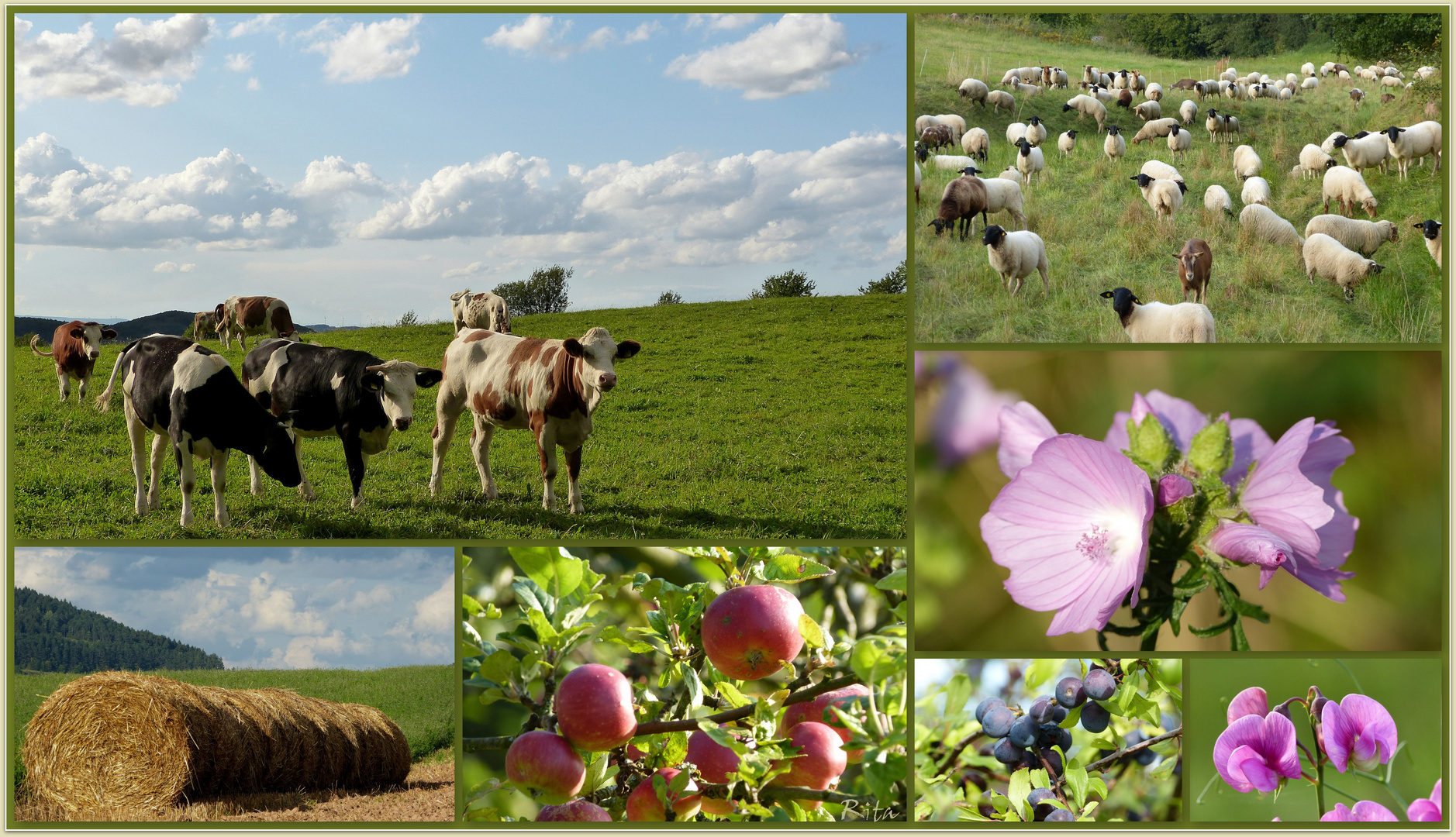 Spätsommer auf dem Land...