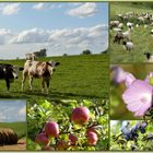 Spätsommer auf dem Land...