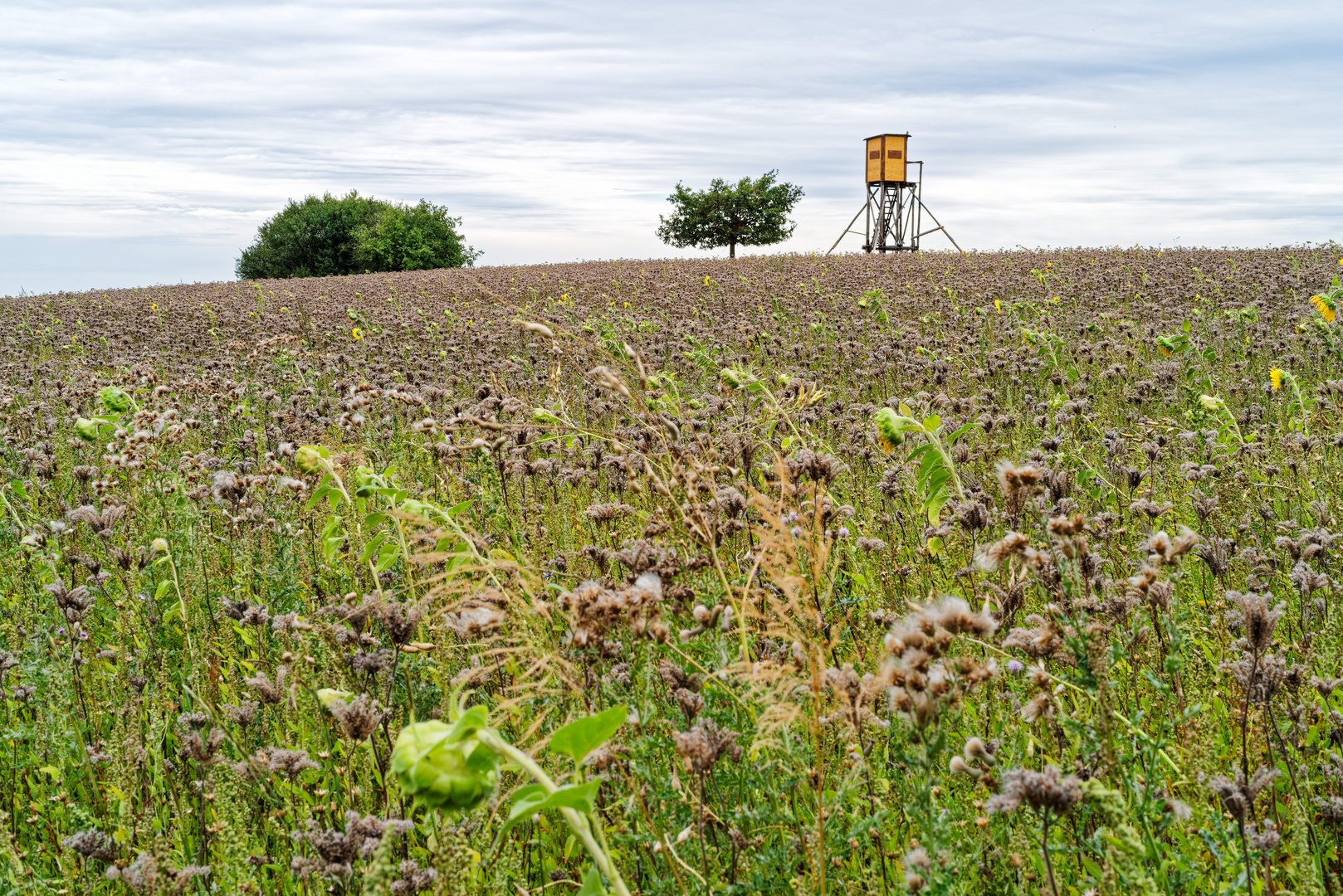 Spätsommer auf dem Stennweiler Flur (Saarland)  (3)