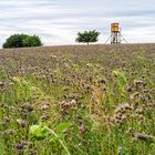 Spätsommer auf dem Stennweiler Flur (Saarland)  (3)