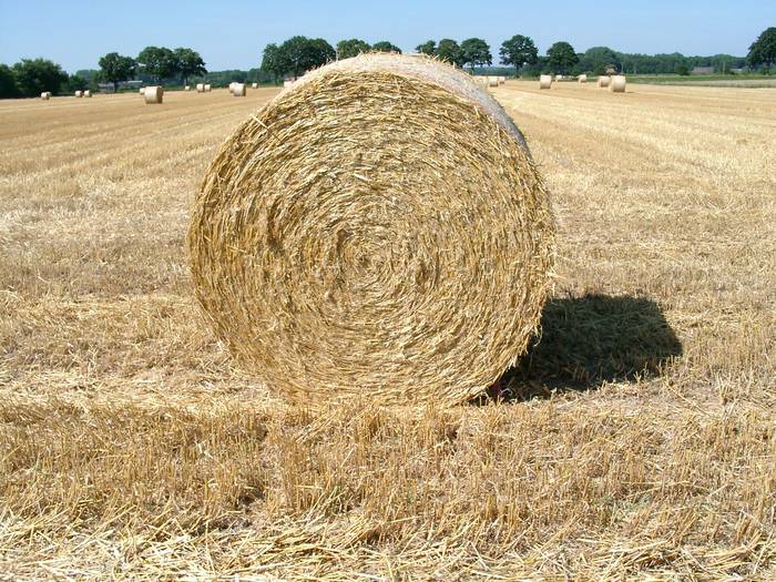 Spätsommer auf den Feldern