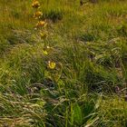 Spätsommer auf den Grinden