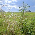 Spätsommer auf den Hangarder Wiesen