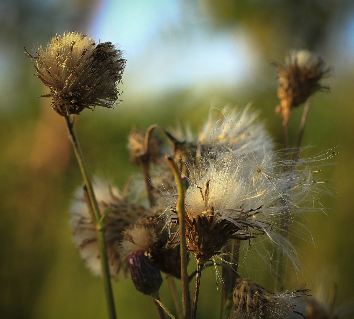 Spätsommer auf den Wiesen