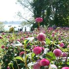 Spätsommer auf der Mainau, Mainau im September