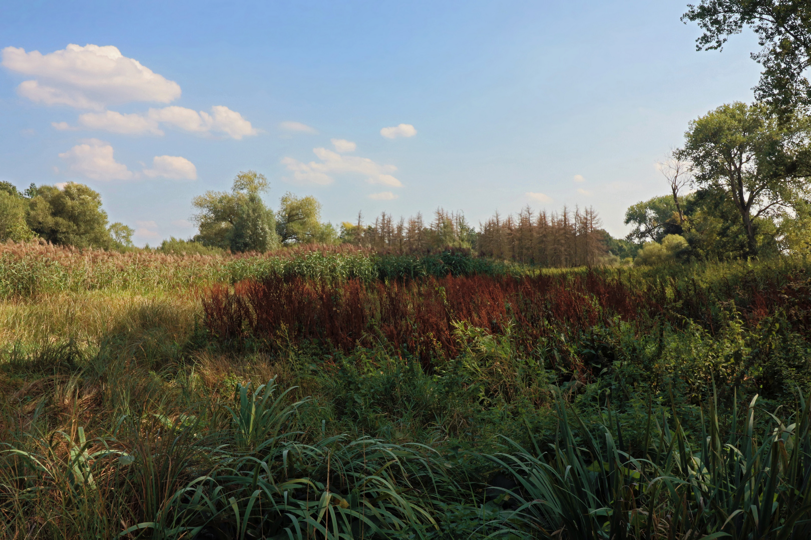 Spätsommer auf der Rohrwiese